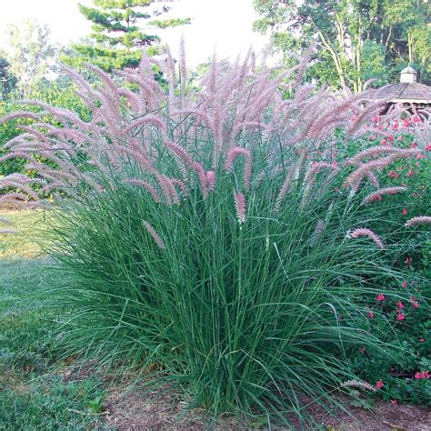 We did not find results for: Spring Hill Nurseries 2 in. Pot Rose Fountain Grass ...