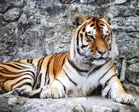 What Is A Caspian Tiger With Pictures