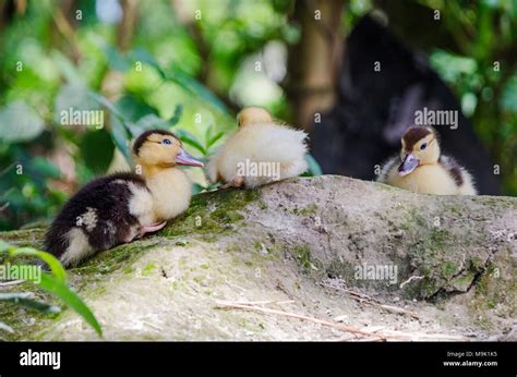 Baby Ducklings Sitting On A Rock Outdoors Stock Photo Alamy