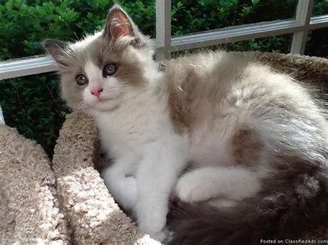 Pinkerton Ragdolls Beautiful Purebred Ragdoll Kittens For