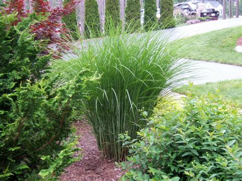 Blue oat grass likes full sun and weekly water. Types of Ornamental Grasses | DIY Garden Projects ...