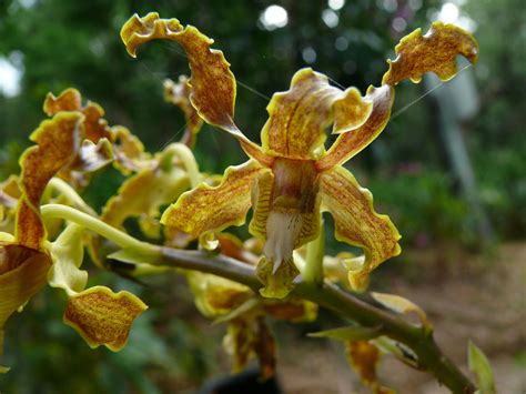 Tropical Rainforest Plants Orchids Idalias Salon