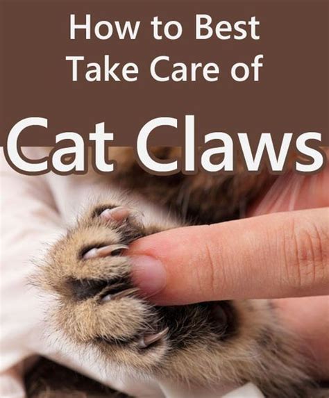 How To Best Take Care Of Your Cat Claws Say No To Declawing And Learn