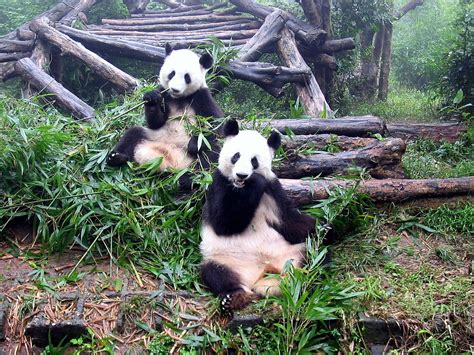 Chengdu Panda Base China Worldwide Destination