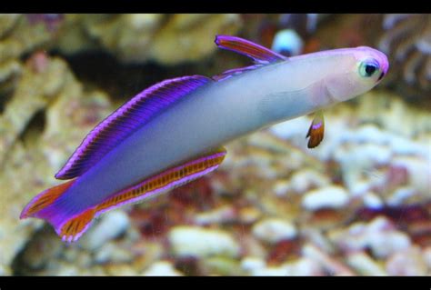 13 Best Purple Firefish Images On Pinterest Purple Purple Stuff And