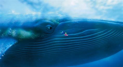 But then slowly (and rather ominously) he swims up behind marlin and dory (also scaring some. Whaleish Work in the Disciplines: Comics and Religion ...
