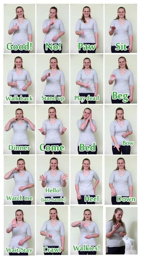 Dog Sign Language How To Communicate With A Deaf Dog