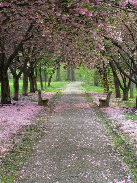 Pretty Path 1 By Bean Stock On Deviantart Paths Spring Forest