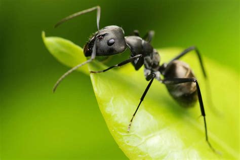 Ants Eco Hygiene