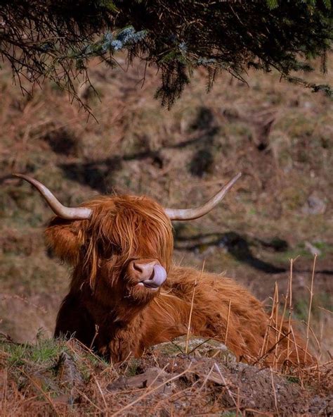 Something Tasty 😋 Ascotgariansjourney Captured This Coosday Pic
