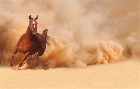 Wallpaper Sand Horse Horse Dust Running Runs Images For Desktop