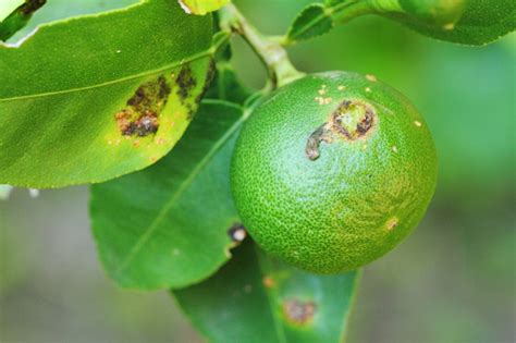 Plant Diseases Citrus Canker Stock Photo Download Image Now Istock