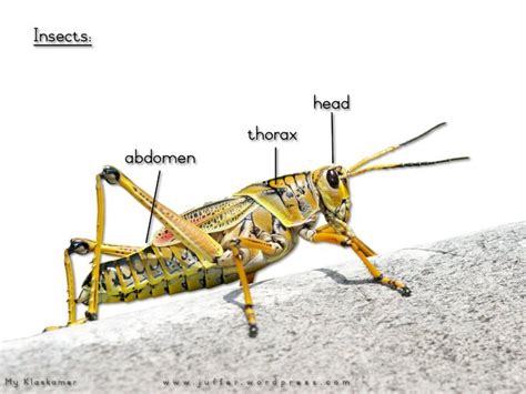 Pdf Insects Head Thorax Abdomen · Insects Head Thorax Abdomen My