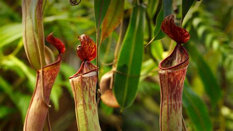 Tropical Pitcher Plant San Diego Zoo Animals And Plants