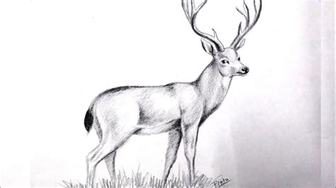 How To Draw A Realistic Deer Step By Step