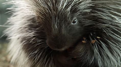 Deep Look Porcupines Give You 30000 Reasons To Back Off