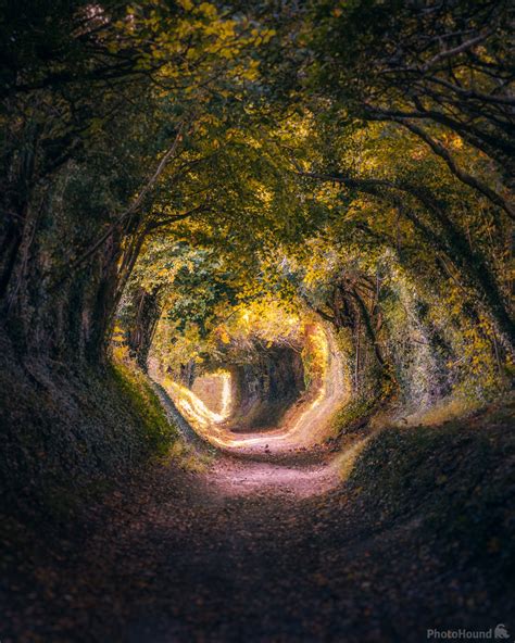 Image Of Halnaker Tree Tunnel By Jakub Bors 1031960