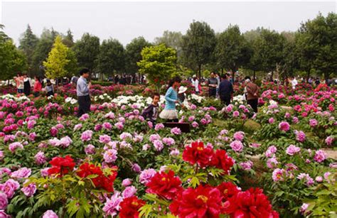 34th Peony Festival Kicked Off In Luoyang Cits