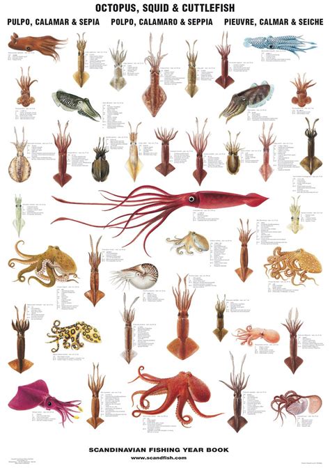 Octopus Squid And Cuttlefish Poster Blæksprutter Ocean Creatures