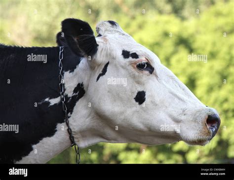 Closeup Of The Head Of A Holstein Cow Stock Photo Alamy