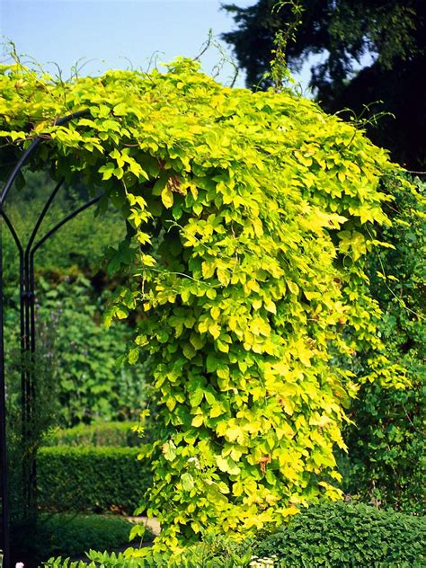 The Best Vines To Grow On Arches And Pergolas Garden Solutions Climbing Vines Garden Vines