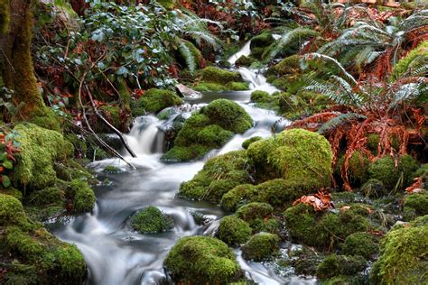 Forest Jungle River Rocks Stones Waterfalls Canada Wallpapers Hd