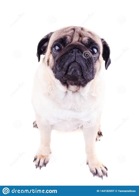 Portrait Of A Pug Dog With Big Sad Eyes Stock Image Image Of Breed