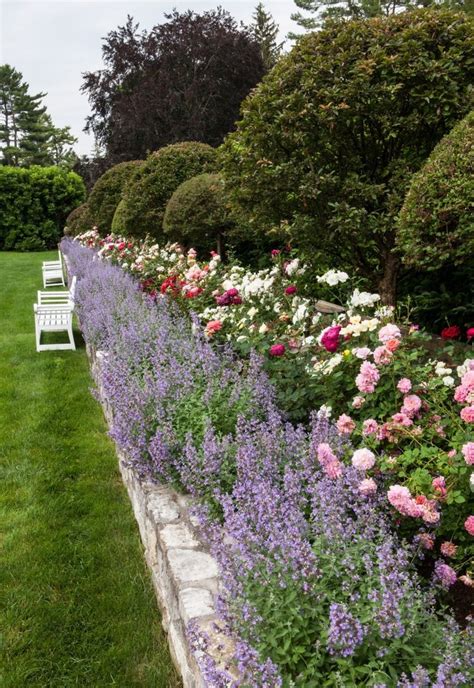 Does artificial light on rose plants make rose bushes are always a good choice for a garden. Comtesse du Chocolat | Rose garden design, Beautiful ...