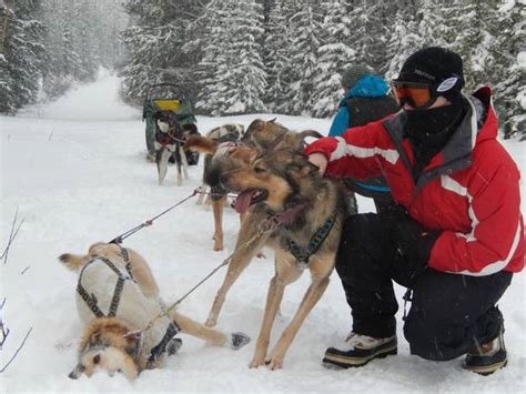 Can You Tell Which Sled Dog Is New Meme Guy