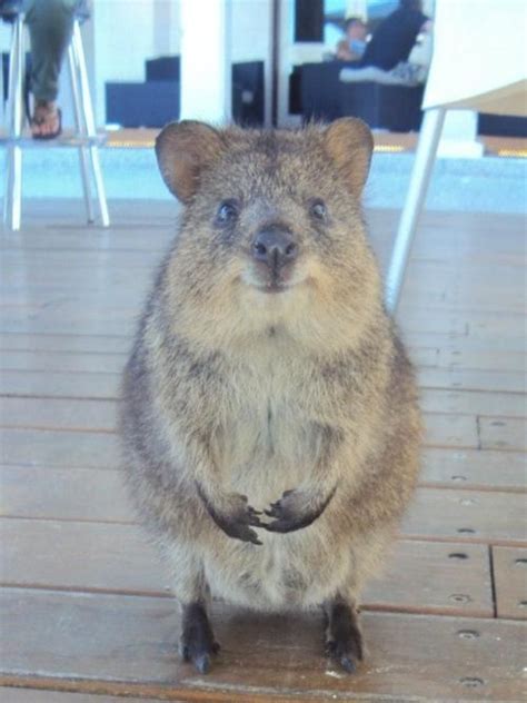 1000 Images About Quokka On Pinterest So Happy