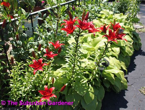 The Suburban Gardener Lilies From My Friends Garden