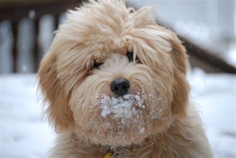 Goldendoodle puppies work for their food! Goldendoodle love. Oh. My. Goodness! | Goldendoodle, Cute dogs