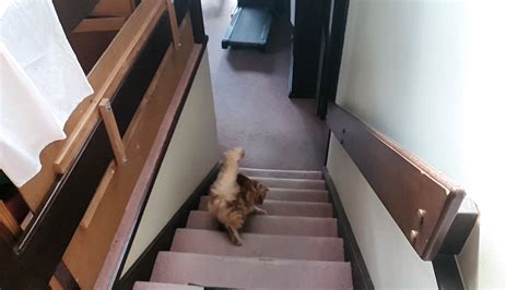 Cat Chases Frisbee Down Stairs Cat