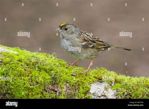 Golden Crowned Sparrow Zonotrichia Atricapilla Perched On Mossy