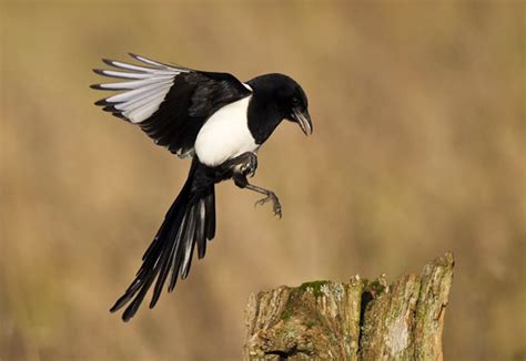 To stop, release the enter key. Magpie Symbolic Meanings and Magpie Meanings on Whats-Your ...