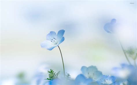 White Blue Flowers Hd Wallpapers Wallpaper Cave