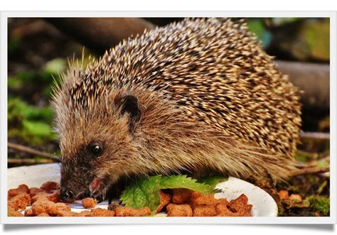 He has never had fleas and very rarely have we ever found a tick on him although we live in an area that ticks are everywhere and we frequently. Can hedgehogs eat dry dog food - Known Pets