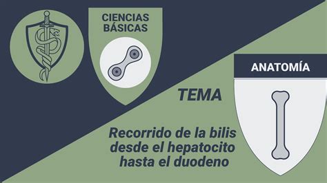 Anatom A V As Biliares Recorrido De La Bilis Desde El Hepatocito