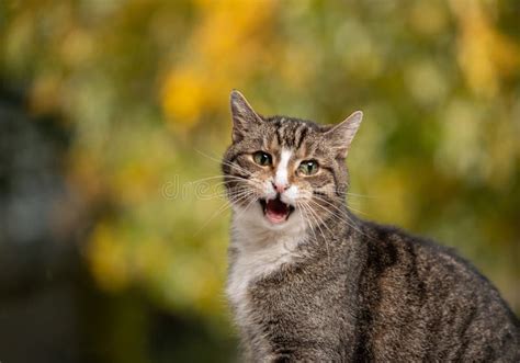 Tabby White Cat Meowing Outdoors Portrait In Autumn Stock Image Image