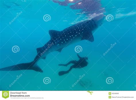 Underwater Shoot Of A Gigantic Whale Sharks Rhincodon