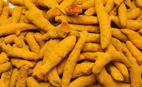 Turmeric Finger Exporters And Suppliers In India Golden Spice S Journey