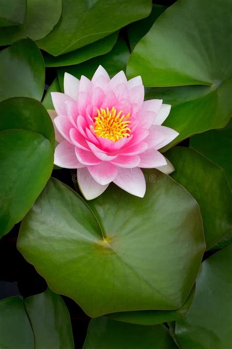 Pink Water Lily Lotus Leaves Stock Image Image Of Pink Leaves 172565431