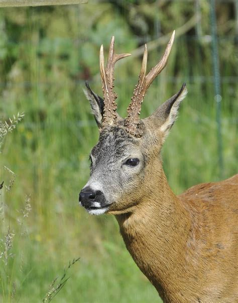 Kijang Animal - Tkci Jakarta On Twitter Rt Tkci Official Rt Ajiepmngks