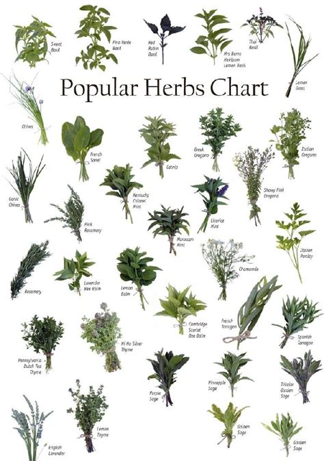 List Of Herbs And Their Uses Pdf