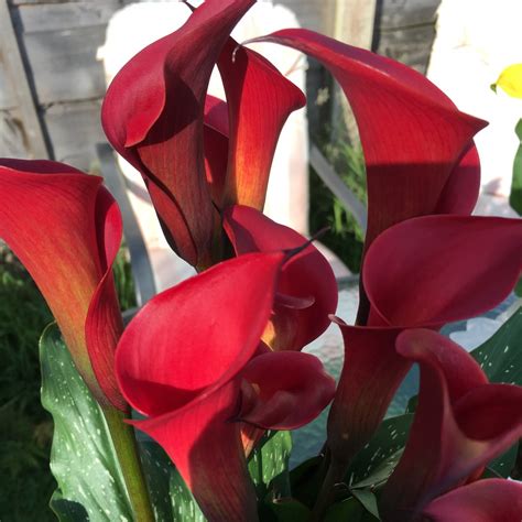 Zantedeschia Red Charm Calla Lily Red Charm In Gardentags Plant