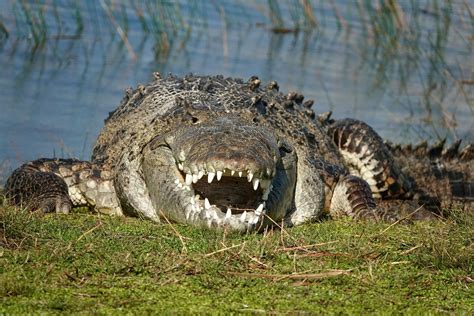 Wildlife Photographer Finds Croczilla Largest Croc In The Florida