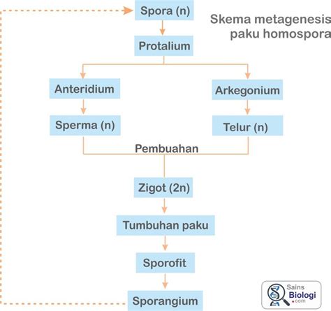 Bagan Metagenesis Tumbuhan Paku Homospora