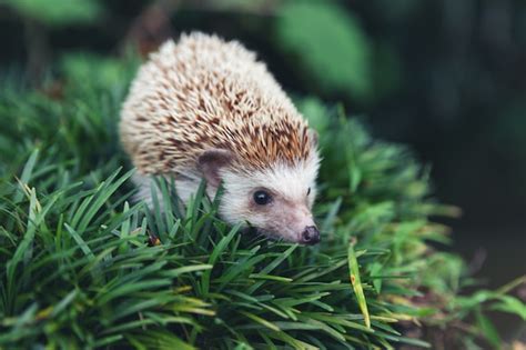 Free Photo European Hedgehog In Natural Garden Habitat With Green Grass