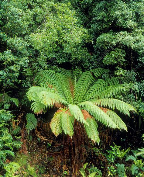 Tree Fern In Temperate Rainforest Stock Image B4500153 Science