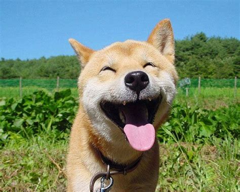 The 30 Happiest Animals In The World That Will Make You Smile Smiling